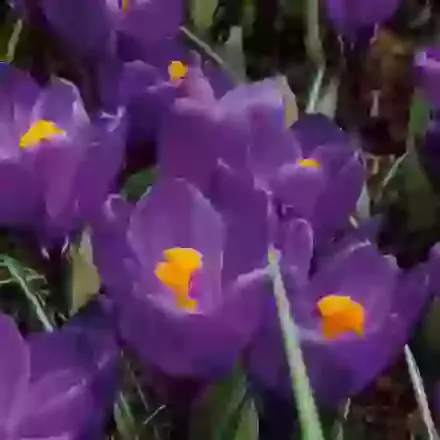 Flower Record
